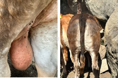 Bovino affetto da Dermatite Nodulare