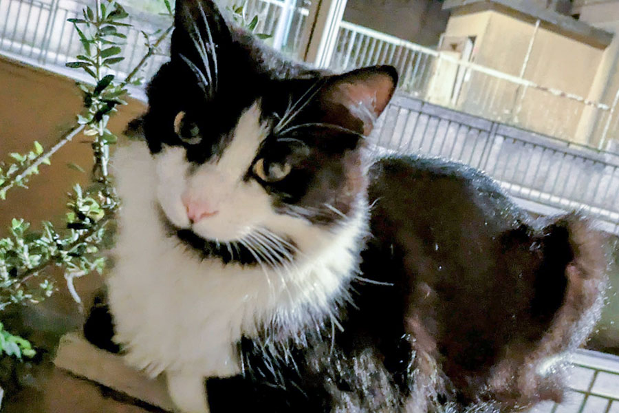 Nuoro. Gatto scomparso da nove giorni. Il proprietario disperato: “Aiutatemi a trovare Nirvana”