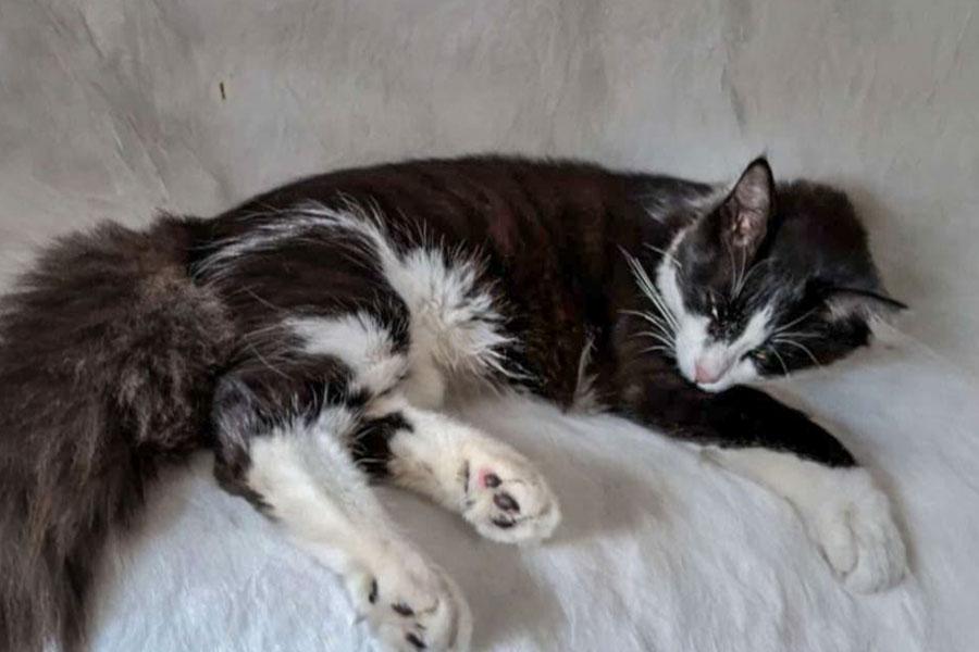 Nirvana è tornato a casa: lieto fine per il gatto scomparso a Nuoro