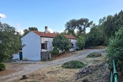 Intervento di eradicazione dell'ailanto all'Ortobene