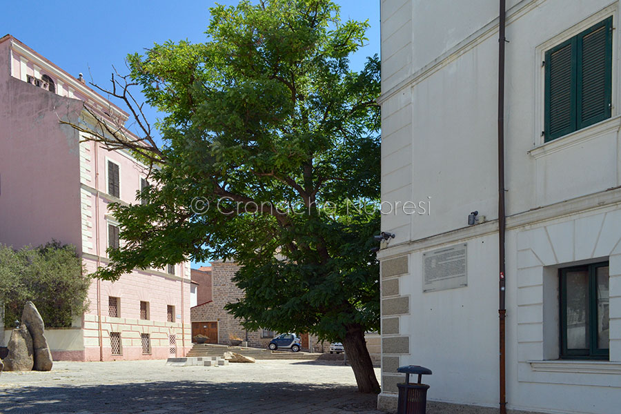 Nuoro. Albero a rischio di crollo in piazza Sebastiano Satta