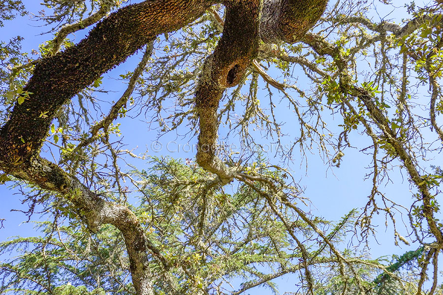 Ortobene in pericolo: comitato, Forestas e Ispettorato a confronto su lecci e piante infestanti