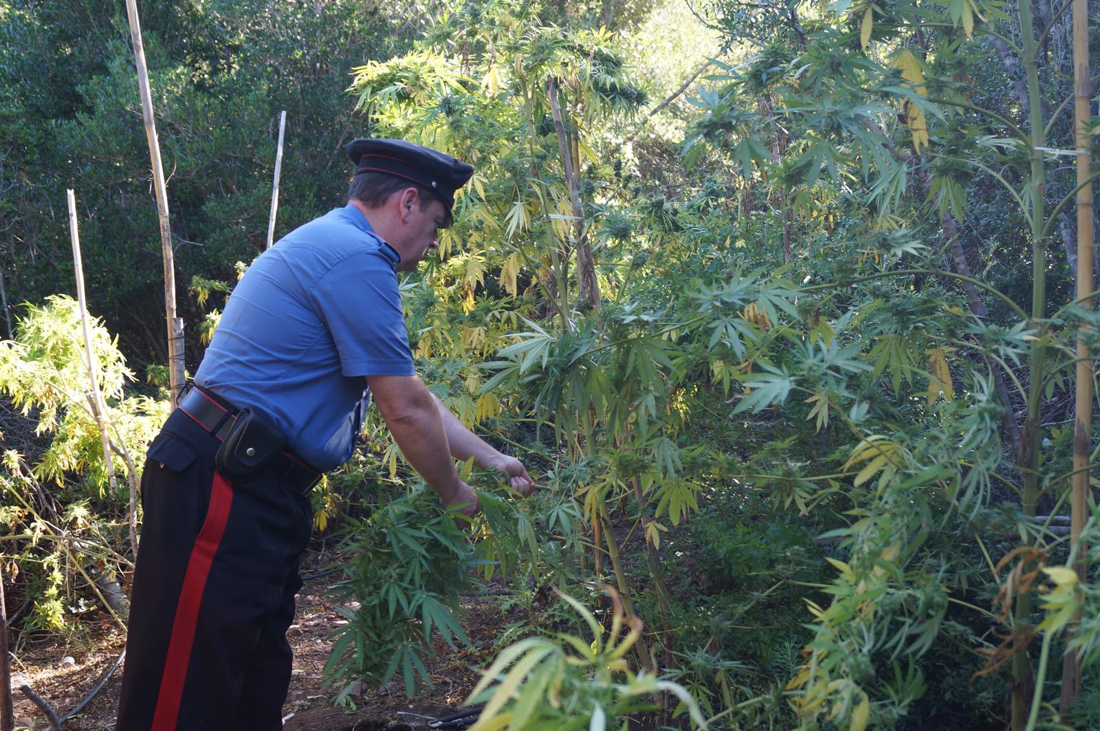 Coltivava marijuana in casa: nei guai un 40enne