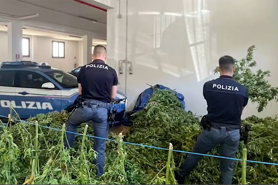 Maxi piantagione di marijuana a Fonni: sorpresi mentre tagliavano ed essiccavano le piante