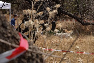 Orune. Il cane della vittima (foto S.Novellu)