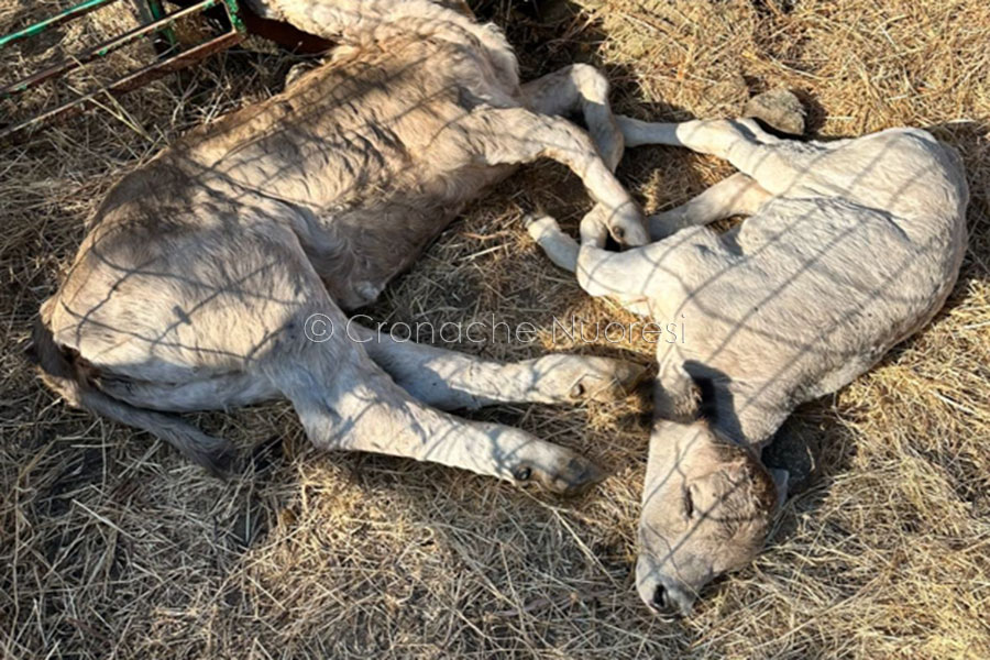 La Giunta Todde mantiene la promessa. 18,2 milioni di euro per gli allevatori colpiti dalla dermatite bovina