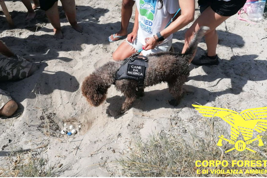 Nido di Caretta caretta a Cala Girgolu: un tesoro di biodiversità protetto in Sardegna