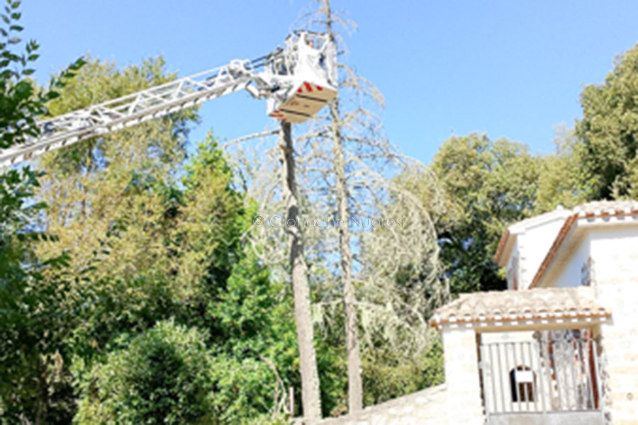 Il Comitato ” Ultima Spiaggia” interviene all’Ortobene: abbattuti alberi pericolanti per la sicurezza dei cittadini