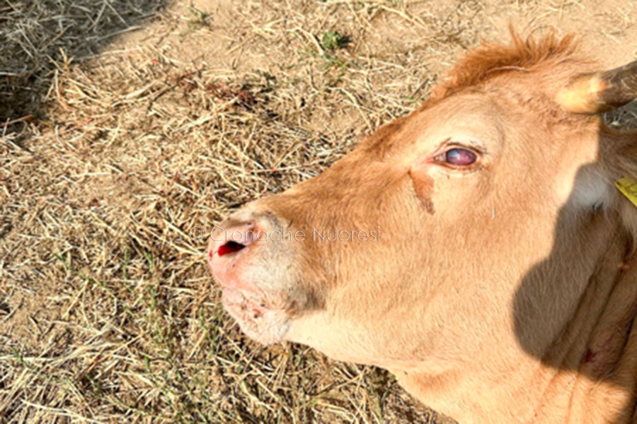 La dermatite bovina si estende al Montiferru: primo caso registrato a Cuglieri