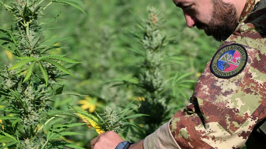 900 piante di marijuana sequestrate: arrestato agricoltore insospettabile