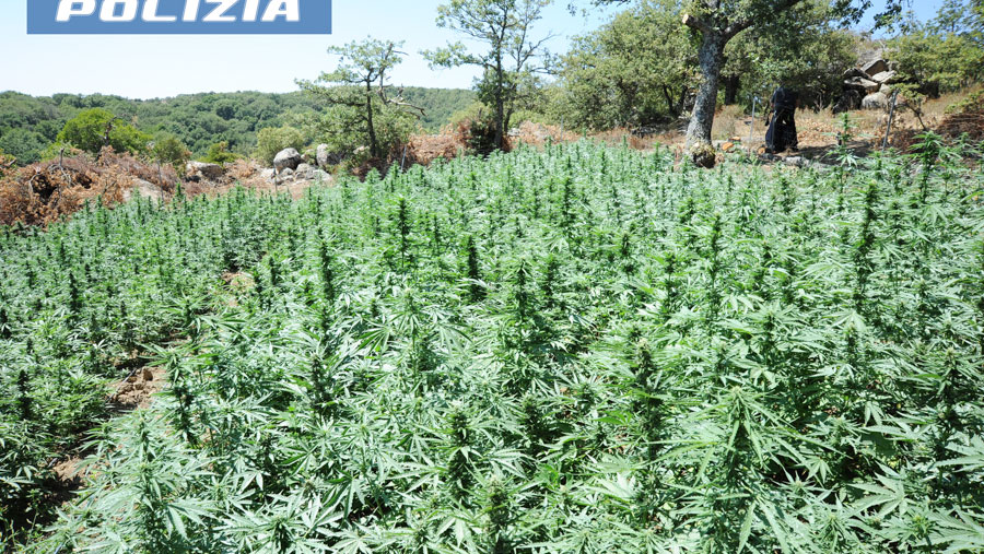 Maxi sequestro a Lodine, scoperta piantagione di 1600 piante di marijuana