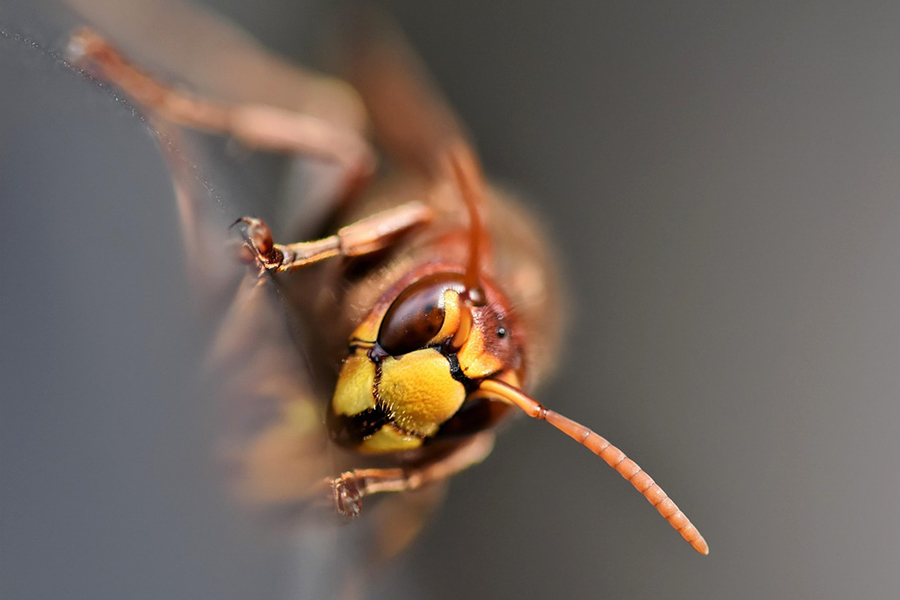 Punta da una vespa va in shock anafilattico: ricoverata d’urgenza al San Francesco di Nuoro