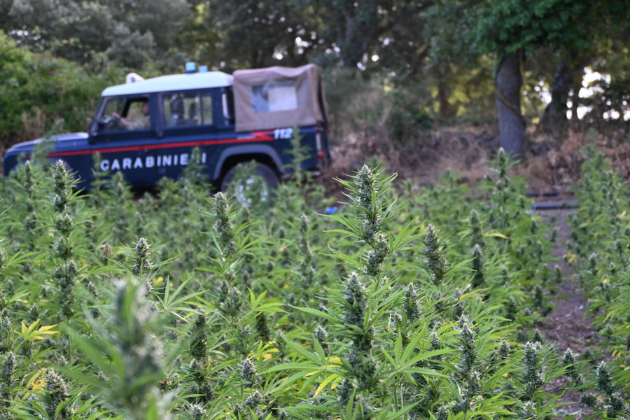 Scoperta maxi piantagione di marijuana: tre arrestati, uno fugge, la colluttazione e un carabiniere in ospedale