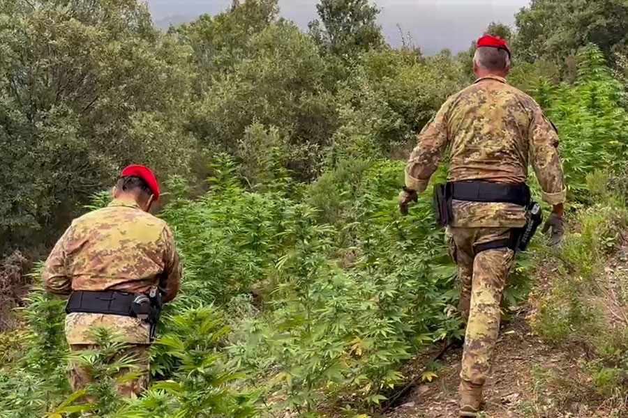 Scoperta piantagione di marijuana a Desulo: nei guai un 20enne – VIDEO