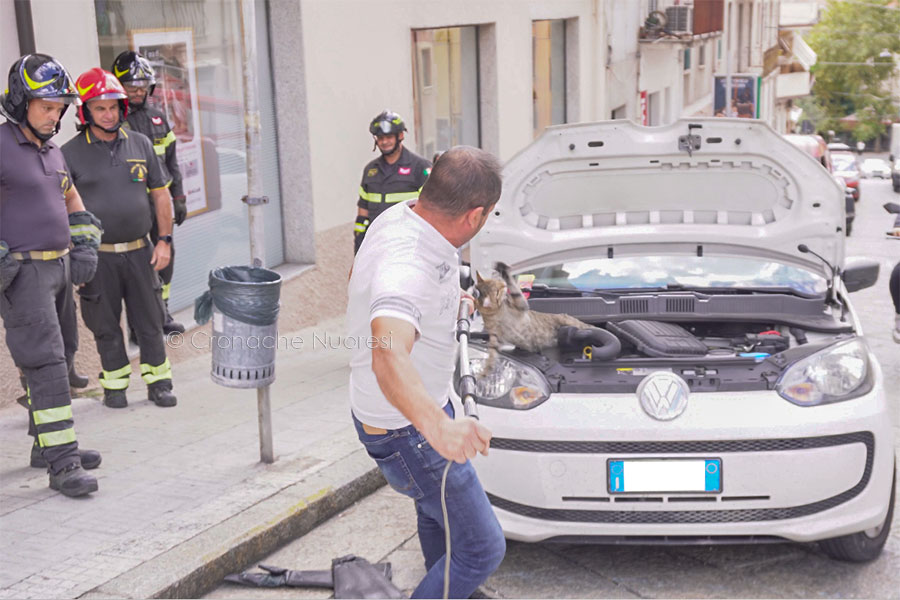 Storia a lieto fine. Ritrova la proprietaria il micio estratto dal motore: il suo nome è Passepartout