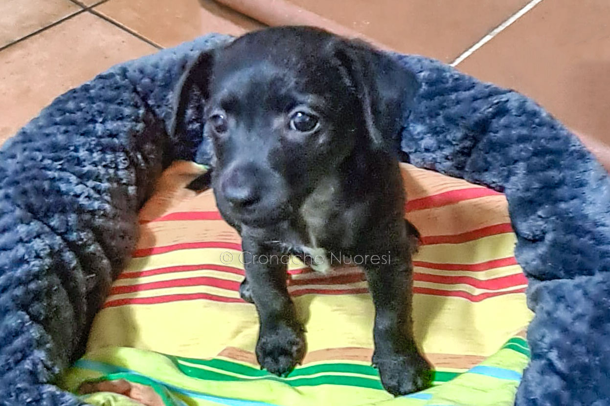 Un lieto fine per il “guerriero” di Oliena: adesso il cucciolo cerca un nome