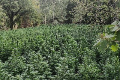 La piantagione di marijuana scoperta a Fonni