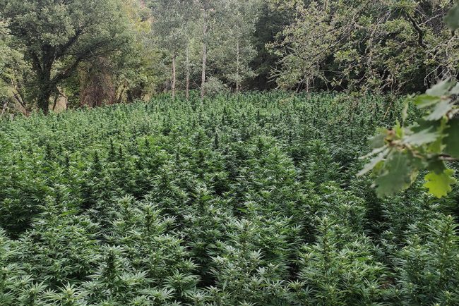 La piantagione di marijuana scoperta a Fonni