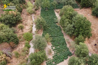La piantagione di marijuana scoperta a Fonni