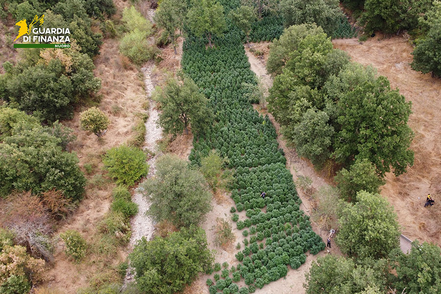 Maxi-sequestro di marijuana a Fonni: scoperta piantagione da 2,5 tonnelate