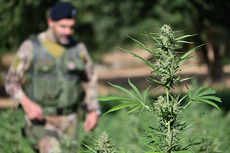 Maxi-blitz antidroga in Ogliastra: scoperte tre piantagioni di marijuana