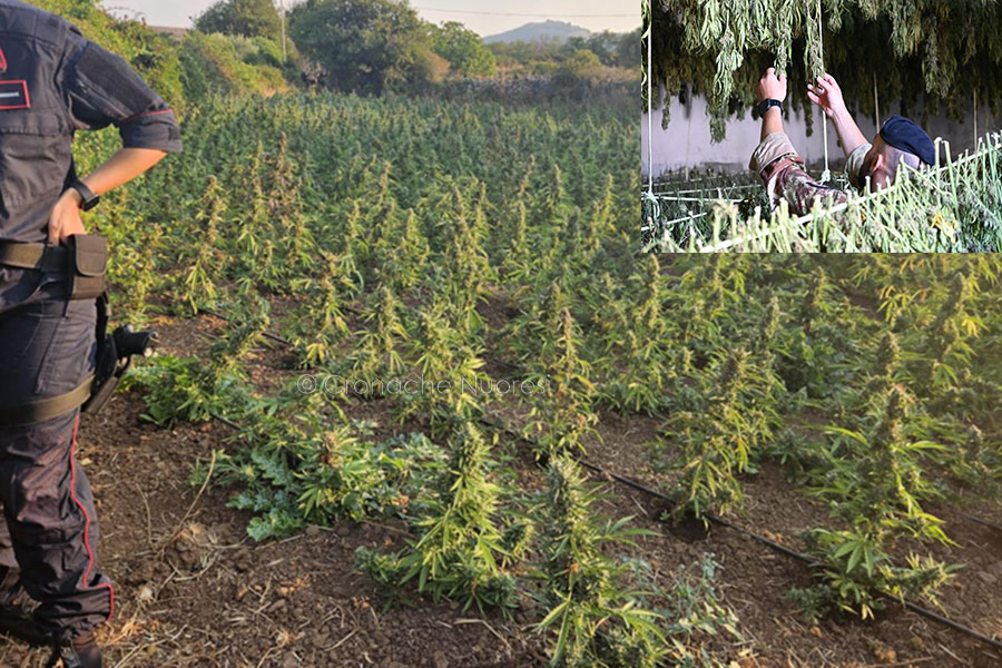 Droga: Maxi Sequestri tra Desulo e Sindia: due tonnellate di marijuana e oltre 2mila piante