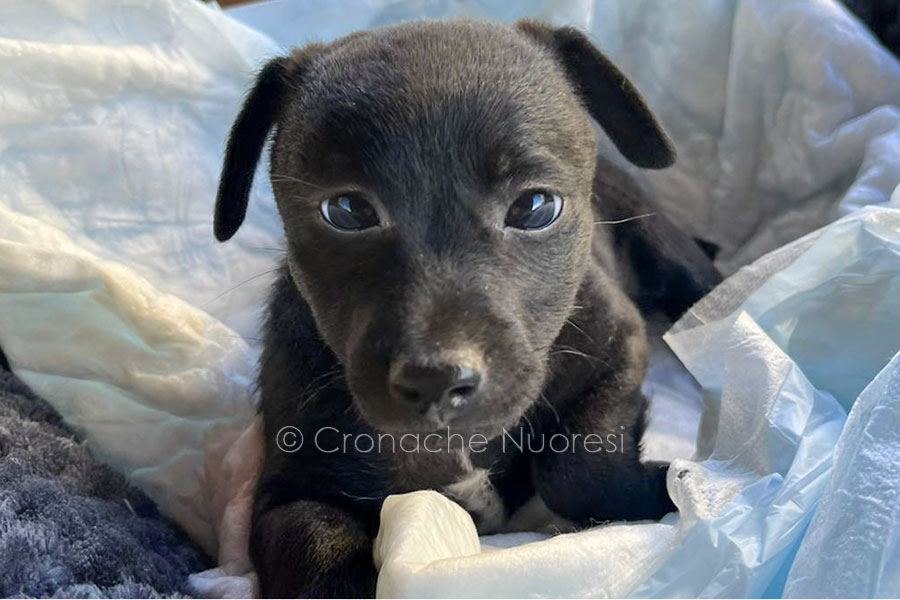Nuoro. Abbandonato dentro una scatola sotto la pioggia: piccolo “guerriero” cerca casa