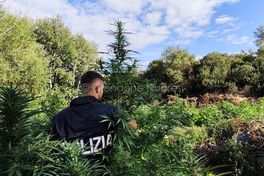 Sequestrate 5 tonnellate di marijuana a Olzai: un arresto e due denunce – VIDEO