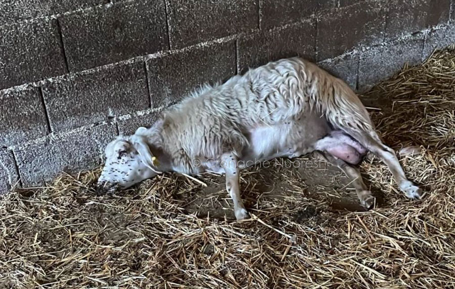 Allerta in Sardegna: rilevato il sierotipo BTV-5 della “Blue Tongue,” assente in Europa e nel resto d’Italia