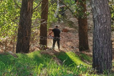 Alberi abbattuti a Tanca Manna (foto S.Novellu)