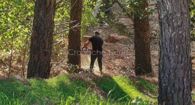Alberi abbattuti a Tanca Manna (foto S.Novellu)