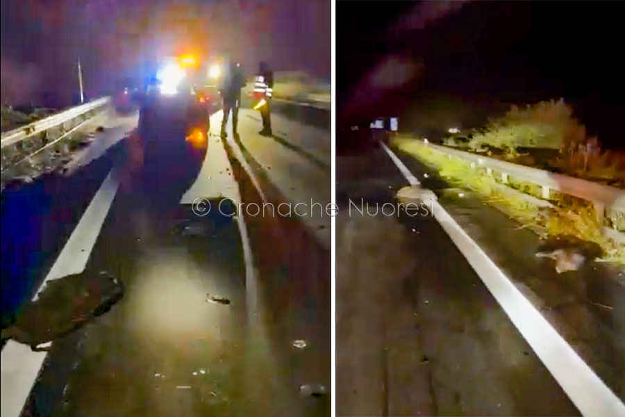 Tragedia sfiorata sulla 131: station wagon si schianta contro un branco di cinghiali