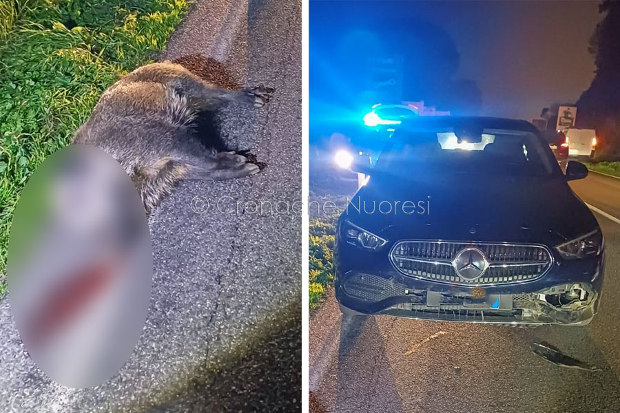 Tragedia sfiorata alle porte di Nuoro: cinghiale centrato da un’auto in piena carreggiata
