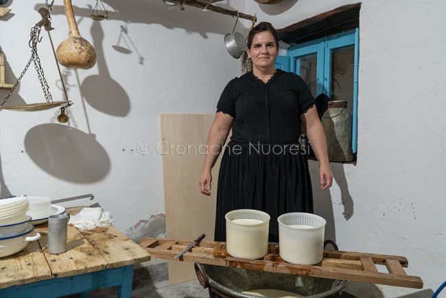 Lode', lavorazione del formaggio foto S.Novellu)