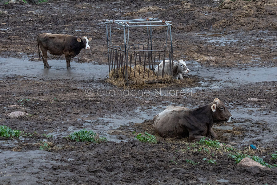 Dermatite bovina: pubblicato il terzo bando da 21,2 mln di euro per i ristori