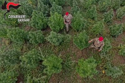 Una piantagione di marijuana