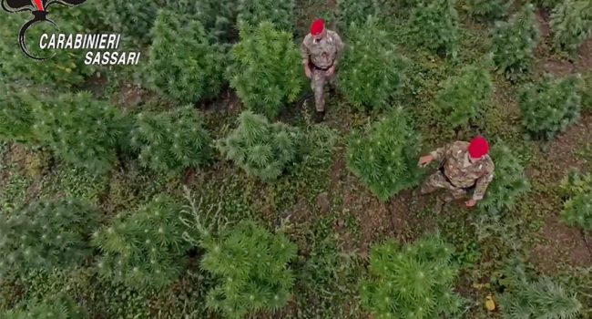 Una piantagione di marijuana