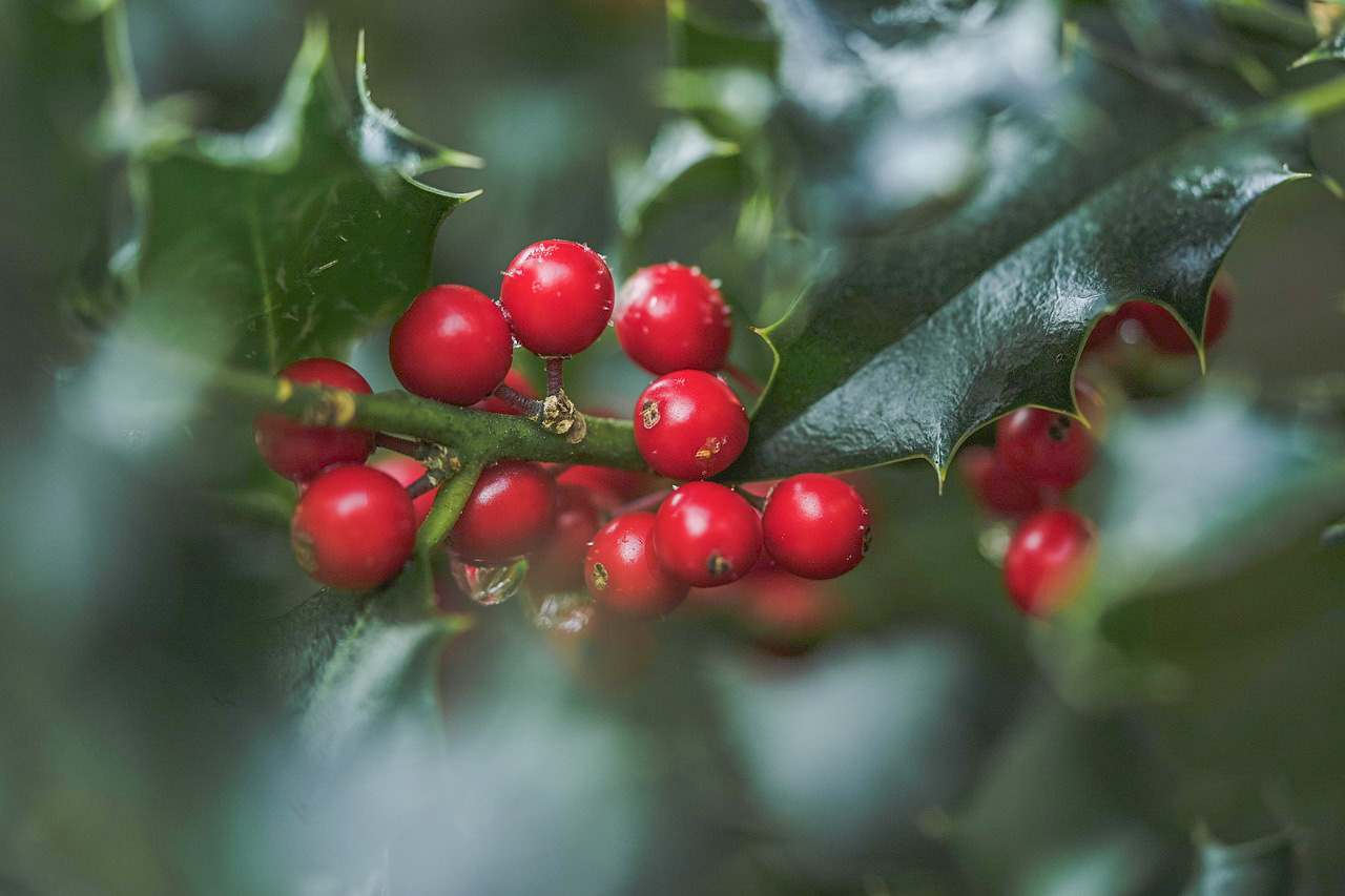 Un agrifoglio per l’inclusione: a Nuoro un’iniziativa simbolo di una comunità che cresce