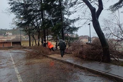 Gli uomini di Forestas al lavoro a Dorgali