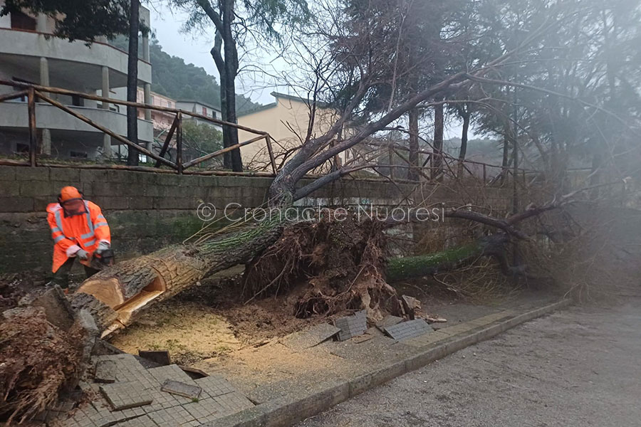 Maltempo a Dorgali: alberi sradicati nel centro abitato, interviene Forestas