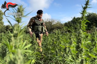La piantagione di marijuana scoperta a Orani