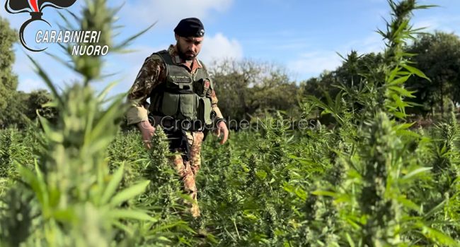 La piantagione di marijuana scoperta a Orani