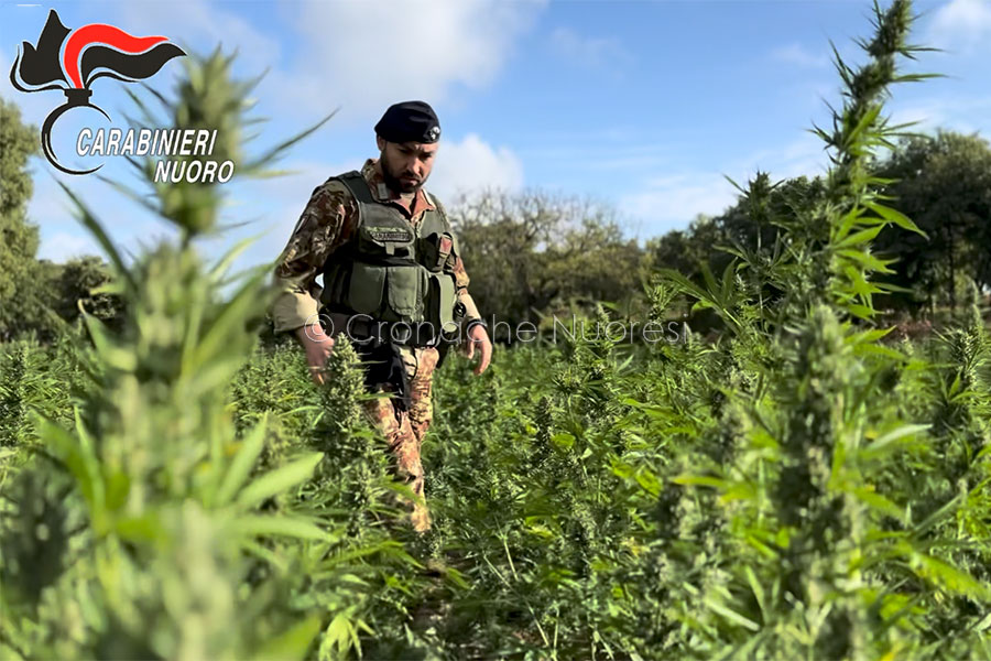 Maxi blitz antidroga a Orani: smantellata la più grande piantagione di marijuana mai vista in Sardegna
