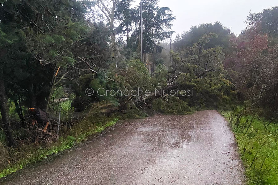 Maltempo. A Nuoro tetti scoperchiati e alberi abbattuti dal vento
