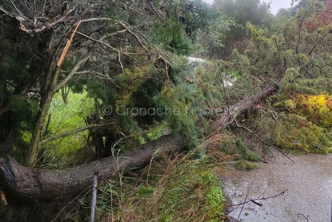 L'albero spezzato a Corte