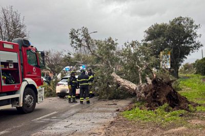 L'albero sradicato sulla SS125