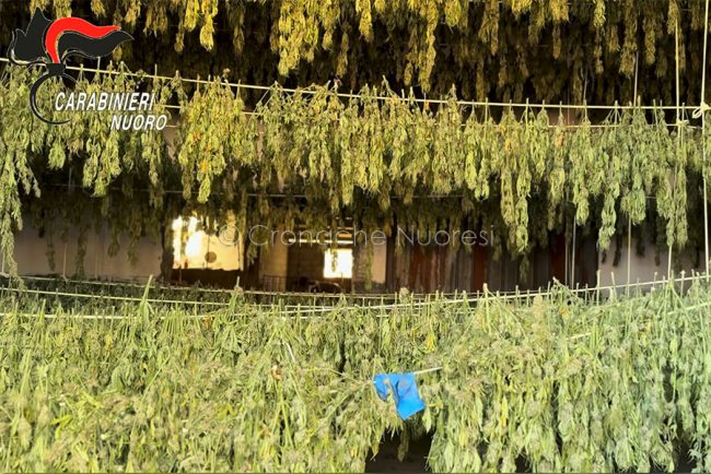 Le piante di marijuana poste a essiccare