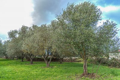 Un oliveto nel Montiferru (foto S.Novellu)