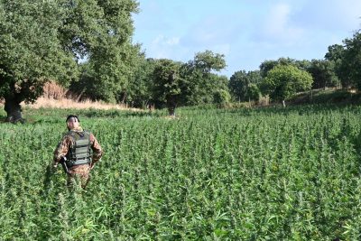 Una delle piantagioni di marijuana sequestrate a Orani