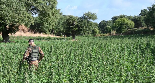 Una delle piantagioni di marijuana sequestrate a Orani